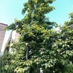 Liquidambar formosana عادت داشتن