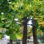 Ginkgo bilobaLeaf