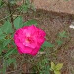 Rosa × damascena Kwiat