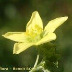 Bryonia verrucosa Flor
