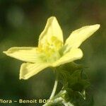 Bryonia verrucosa 花