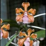 Vanda limbata പുഷ്പം