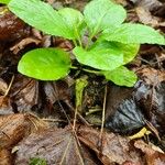 Pyrola elliptica Habitat