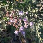 Chromolaena hirsuta Blomst