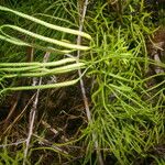 Lycopodium thyoides ശീലം