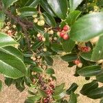 Aristotelia chilensis Fruchs