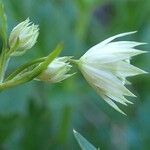 Astrantia minor 花