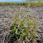 Limonium carolinianum Облик