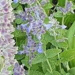 Nepeta grandiflora Flor