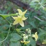 Bryonia verrucosa Flower