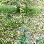 Artemisia tilesii Blad