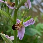 Ophrys apifera Blüte