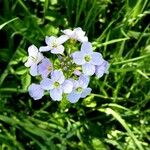 Cardamine pratensisFlor