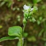 Callisia gracilis ফুল