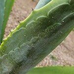 Agave salmiana Blatt