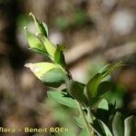 Corydalis intermedia Fruit