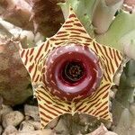 Huernia zebrina Flower