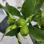 Citrus japonica Levél