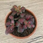 Fittonia albivenis Folla