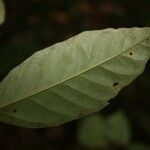 Discophora guianensis Leaf