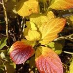 Amaranthus tricolor Folha