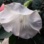 Datura innoxiaBlomst