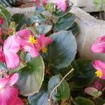 Begonia cucullata ഇല