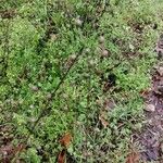 Verbascum blattaria Ffrwyth