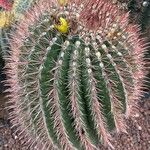 Ferocactus wislizeni برگ