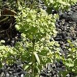 Euphorbia seguieriana Hoja