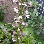 Acanthus mollis 花