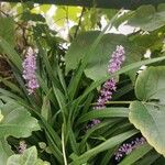 Liriope spicata Flower