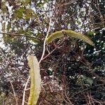 Cuspidaria convoluta 果実