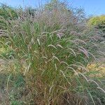 Cenchrus pedicellatus Habit