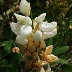 Lupinus albus Цвят