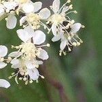 Filipendula ulmariaKvět