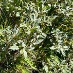 Salix glauca Folla