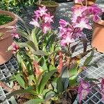 Dendrobium × delicatum Habit