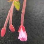 Epilobium collinum Květ