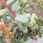 Suaeda vermiculata Blatt