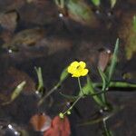 Ranunculus flammula Blüte