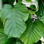 Ficus umbellata Лист