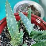 Aloe gariepensis Leaf