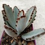 Kalanchoe tomentosaList