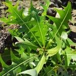 Sonchus pinnatifidus Folio