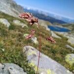 Poa alpina Flor