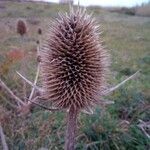 Dipsacus sativusFlower