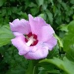 Hibiscus syriacus 花
