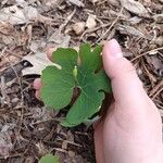 Sanguinaria canadensisBlad