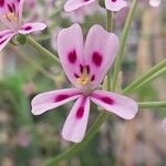 Pelargonium echinatum Flor
